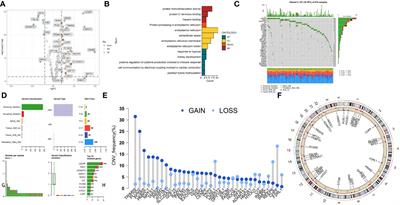 Computational identification and experimental verification of a novel signature based on SARS-CoV-2–related genes for predicting prognosis, immune microenvironment and therapeutic strategies in lung adenocarcinoma patients